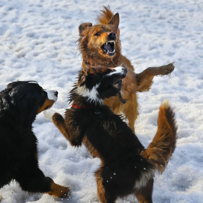 black and brown short coated dog running on snow covered ground during daytime